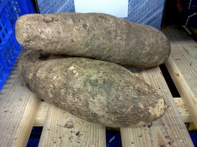 rhizomes igname
