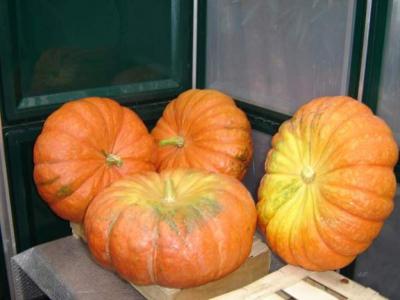 Citrouilles