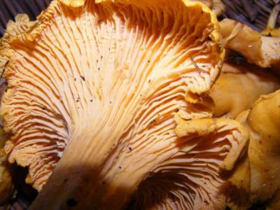 Lamelles sous champignon