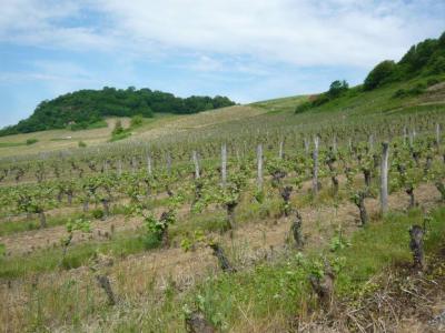 Photo : Vignes du Jura
